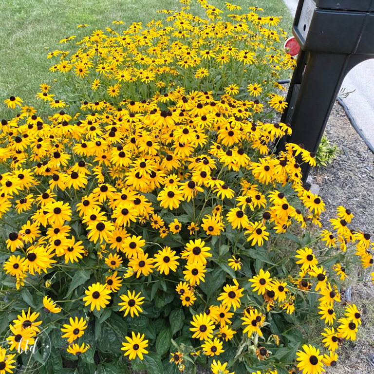 Refreshing the Mailbox Garden